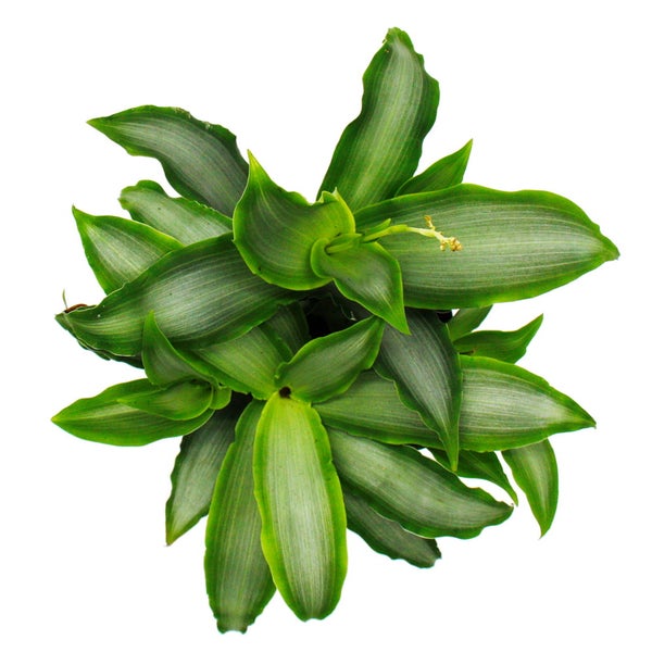 Murdannia loriformis Bright Star - niedrig wachsende Zimmerpflanze - 12cm Topf