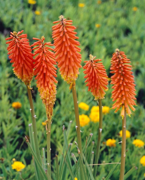 Fackel Lilien im Garten