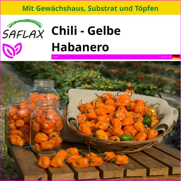 SAFLAX Anzucht Set - Chili - Gelbe Habanero - Capsicum chinense - 10 Samen - Mit Mini-Gewächshaus, Anzuchtsubstrat und 2 Töpfen