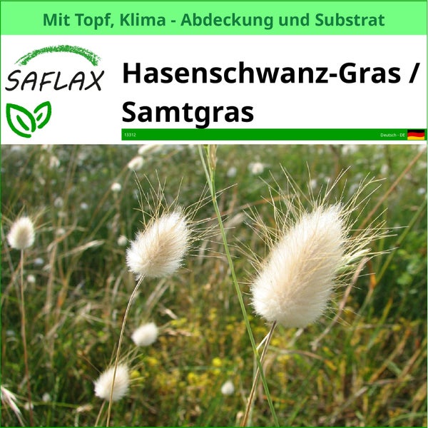 SAFLAX Garden to go - Hasenschwanz-Gras / Samtgras - Lagurus ovatus - 100 Samen - Mit Topf, Klima - Deckel und Anzuchtsubstrat