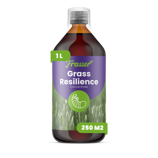 Vorher-Nachher-Vergleich eines Rasens: von lückenhaftem Gras zu einer dichten, gesunden Rasenfläche nach der Anwendung von Frassor.