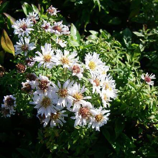 Blütenstand mit vielen weissen Herbstastern im Garten.
