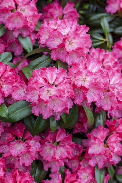 Rhododendron Hybr. 'Germania', Rhododendron, rosa, 40–50 cm