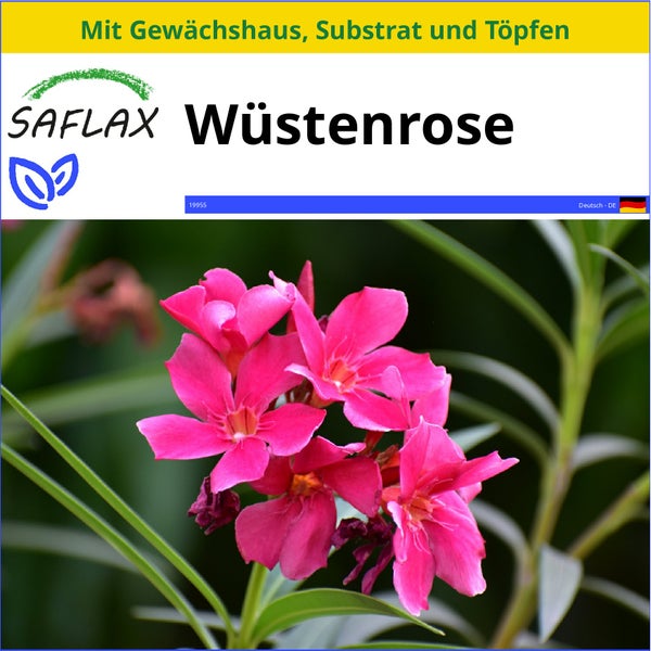 SAFLAX Anzucht Set - Wüstenrose - Adenium obesum - 8 Samen - Mit Mini-Gewächshaus, Anzuchtsubstrat und 2 Töpfen