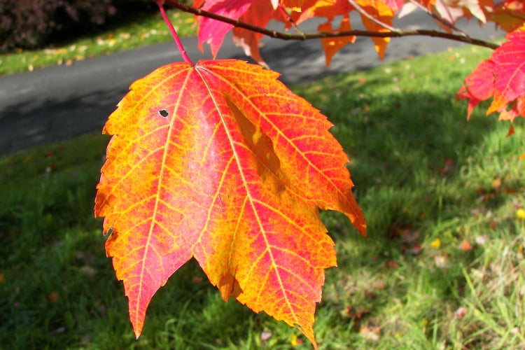 SAFLAX Garden to go - Rotahorn - Acer rubrum - 20 Samen - Mit Topf, Klima - Deckel und Anzuchtsubstrat