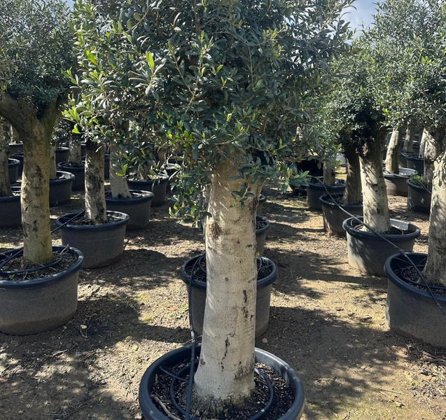 Olivenbaum XXL ca. 60 Jahre Alt Winterhart