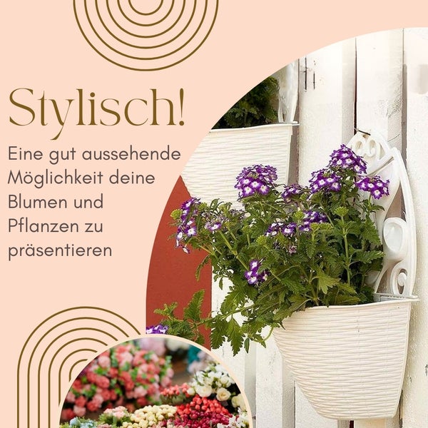 Wandblumentopf mit lila Blüten