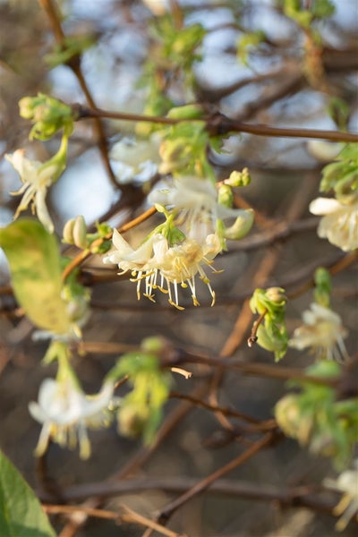 Lonicera purpusii, Winter-Heckenkirsche, cremeweiß, 80–100 cm