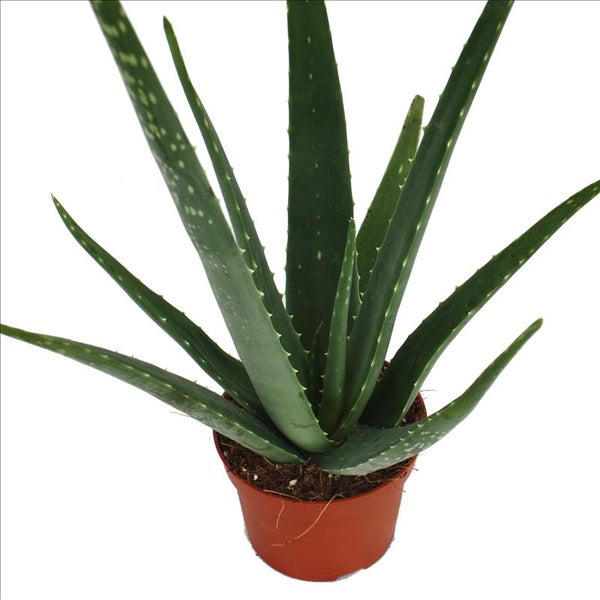 Aloe vera - ca. 3 Jahre alt - 12cm Topf