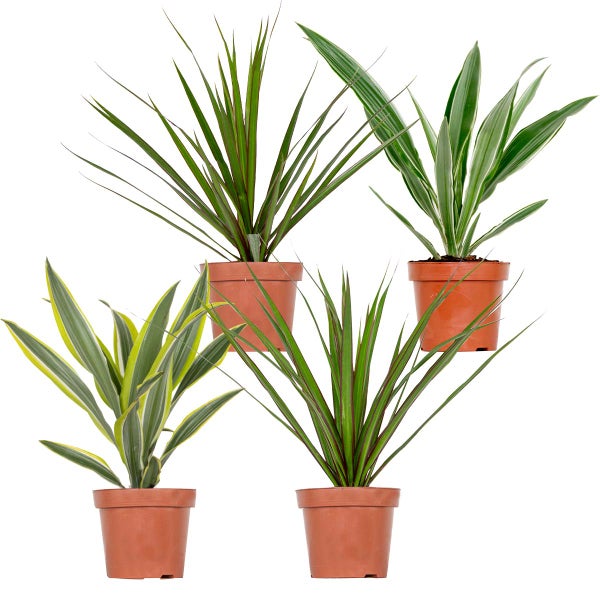 4x Dracaena Zimmerpflanzen Mix -Wahnecki-Marginata-Zitrone-Bicolor - Luftreinigend – ⌀12 cm - ↕25-35