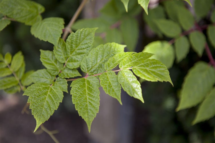 Ampelopsis megalophylla, 60–100 cm, dekoratives Laub