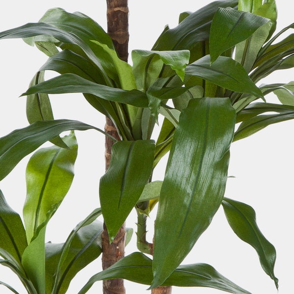 Nahaufnahme einer Dracaena Zimmerpflanze mit langen grünen Blättern an einem verholzten Stamm.