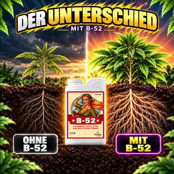 Advanced Nutrients B 52 Pflanzennährstoff Vergleichsbild mit Darstellung von Wurzelwachstum und Pflanzenvitalität bei Anwendung des Düngers