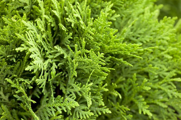 Nahaufnahme von Thuja-Zweigen