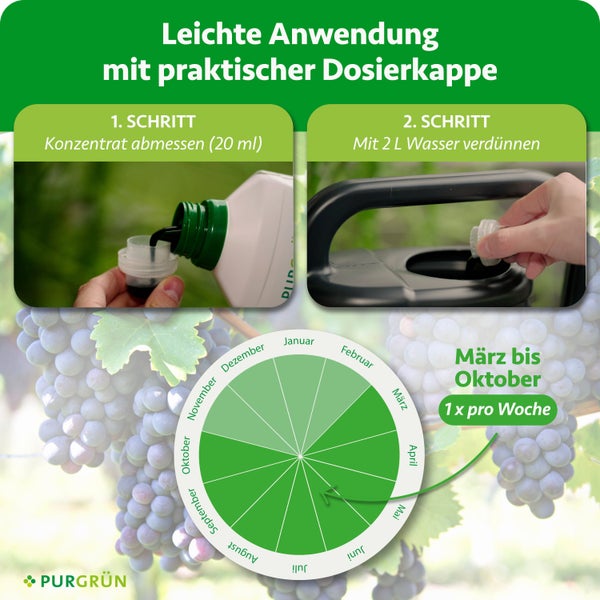 Anwendung von Purgrün Dünger: 20 Milliliter abmessen, mit 2 Litern Wasser verdünnen. Zeitraum: März bis Oktober, einmal pro Woche. Purgrün Logo.