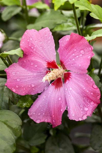Hibiscus syriacus 'Aphrodita', Roseneibisch, rosa Blüten, 60–80 cm