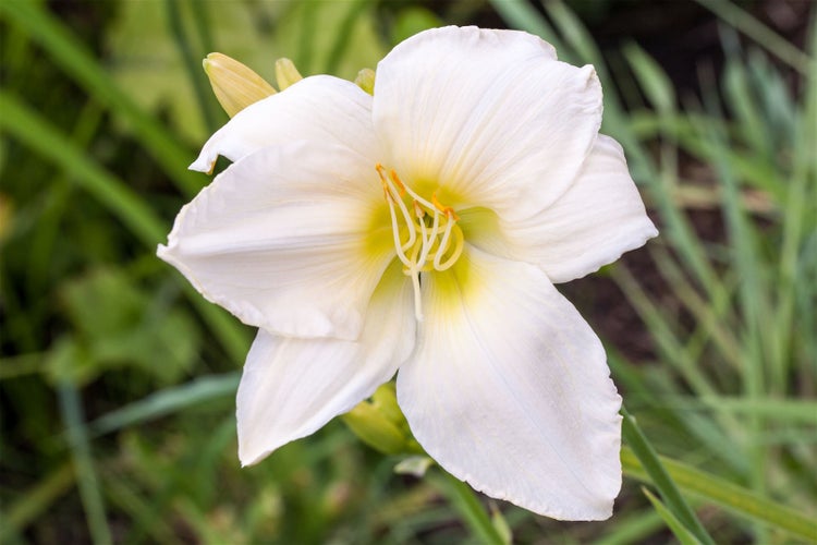 Hemerocallis x cult. 'White Temptation', Taglilie, weiß, ca. 11x11 cm Topf