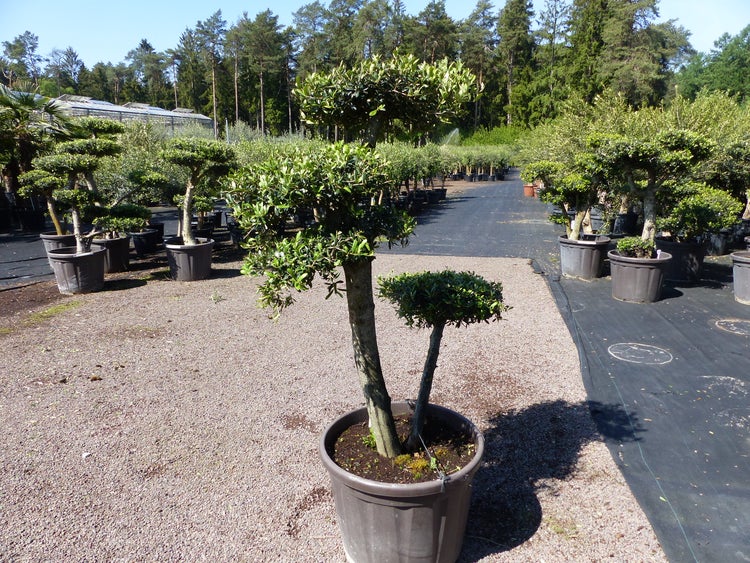 Olivenbaum 4 Pon Pon Bonsai Formgehölz Gartenbonsai Olea europaea Olive winterhart