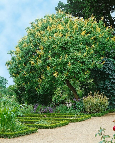 Koelreuteria paniculata, Blasenbaum, 60–80 cm