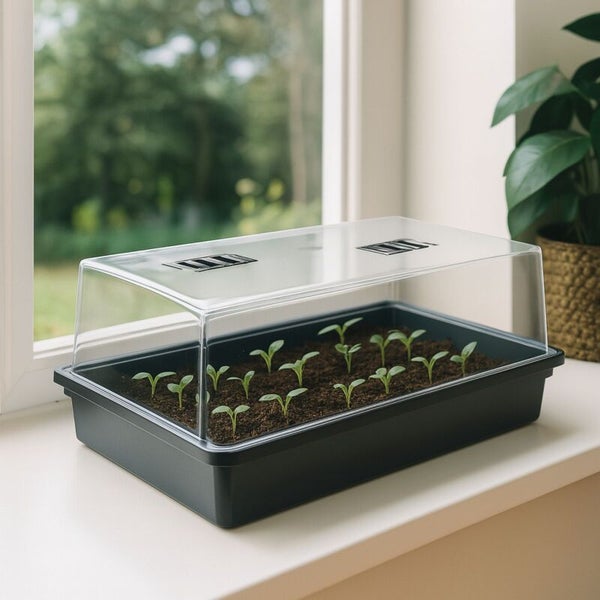 Zimmergewächshaus mit Anzuchtschale und transparenter Abdeckhaube mit Lüftungsschlitzen auf einer hellen Fensterbank mit jungen Keimlingen.