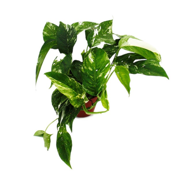 Weiß-bunte gemusterte Efeutute Epipremnum variegata Scindapsus 12cm Topf rankende Zimmerpflanze