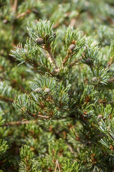 Pinus parviflora 'Hagoromo', Japanische Kiefer, 20–25 cm
