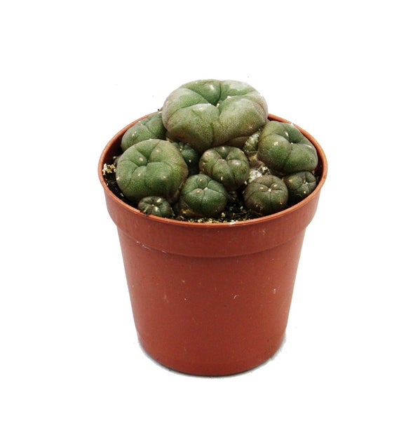 Lophophora williamsii - Peyote - Peyotl Kaktus - blühfähig, 5,5cm Topf - Ariocarpus williamsii