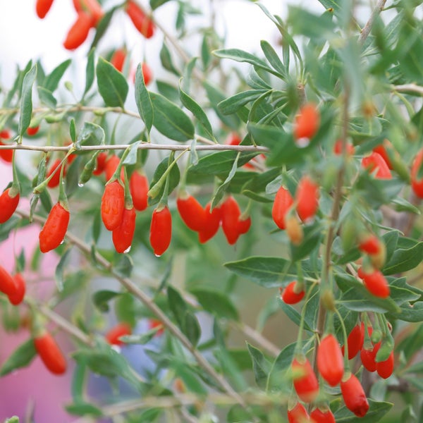Nahaufnahme einer Goji-Beeren-Pflanze mit zahlreichen reifen, roten Beeren an beblätterten Zweigen.