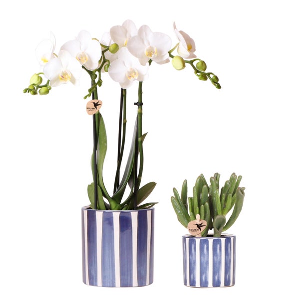 Kolibri Orchids Set aus weißer Phalaenopsis Orchidee Amabilis und Sukkulente Crassula Hobbit im blauen Painted Stripe Topf Topfgröße 9cm + 6cm