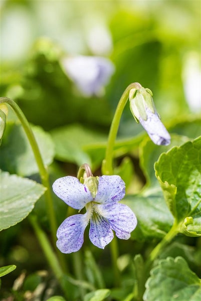 Viola sororia 'Freckles', Veilchen, weiß-blau gesprenkelt, ca. 9x9 cm Topf