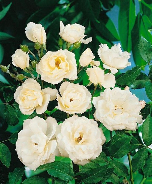 Nahaufnahme einer Strauchrose mit cremefarbenen Blüten und grünen Blättern