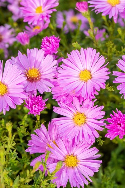 Aster dumosus 'Herbstgruß v.Bresserhof', Herbstaster, violett, ca. 9x9 cm Topf
