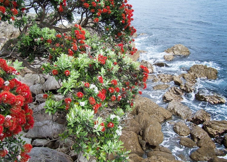 SAFLAX Garden in the bag - Neuseeländischer Weihnachtsbaum - Metrosideros excelsa - 300 Samen - Mit Anzuchtsubstrat im praktischen, selbst aufstellenden Beutel