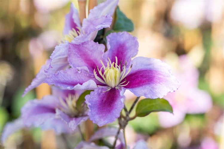 Clematis Hybride 'Tudor', Waldrebe, violett, 60–100 cm
