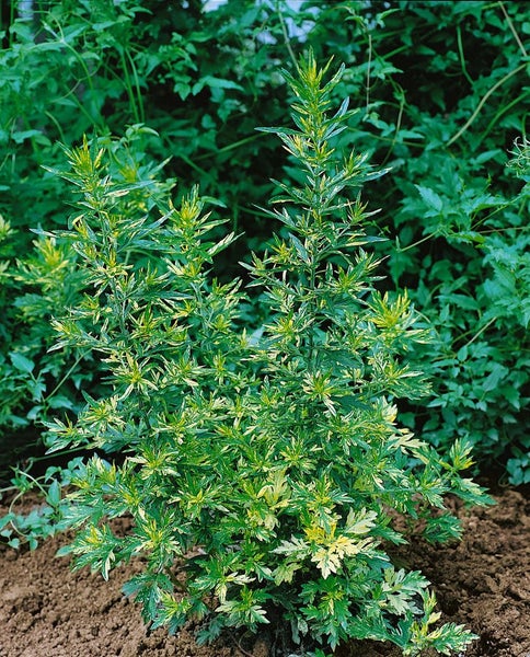 Artemisia vulgaris, Beifuß, ca. 9x9 cm Topf