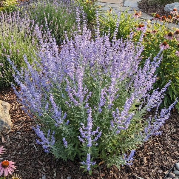 Blauraute Perovskia atriplicifolia im Gartenbeet mit Rindenmulch neben Lavendel und Sonnenhut