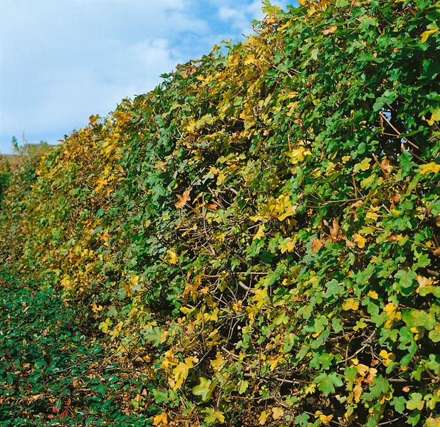 Acer campestre, Feldahorn, 40–60 cm
