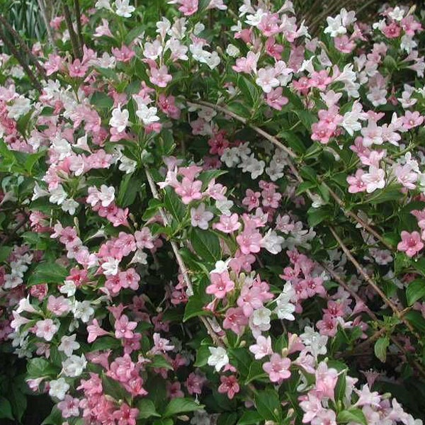 Blühender Weigelien Strauch mit rosa und weißen Blüten