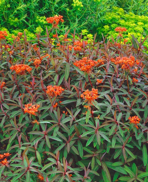 Euphorbia griffithii 'Fireglow', Wolfsmilch, orange-rot, ca. 11x11 cm Topf