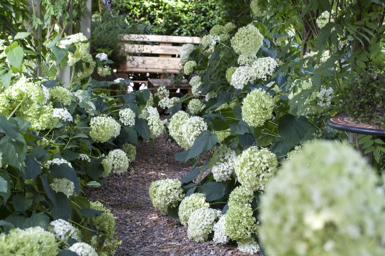 Hydrangea arborescens 'Annabelle', Schneeballhortensie, weiß, 40–60 cm