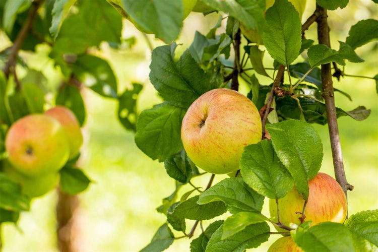 Malus 'Roter Berlepsch', Apfelbaum, 40 cm Stammhöhe