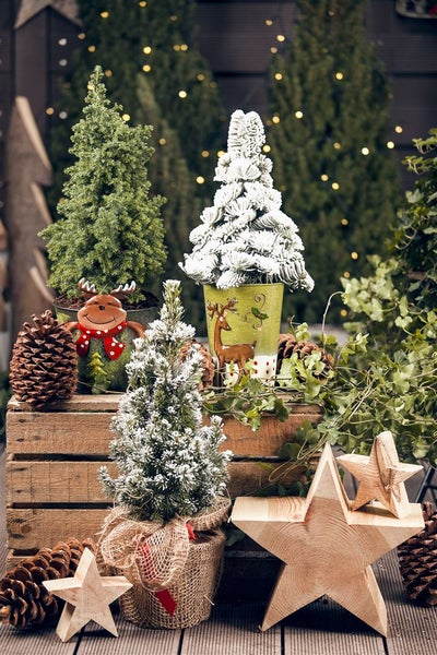 Picea glauca 'Conica', Zuckerhutfichte, kompakt, 20–30 cm