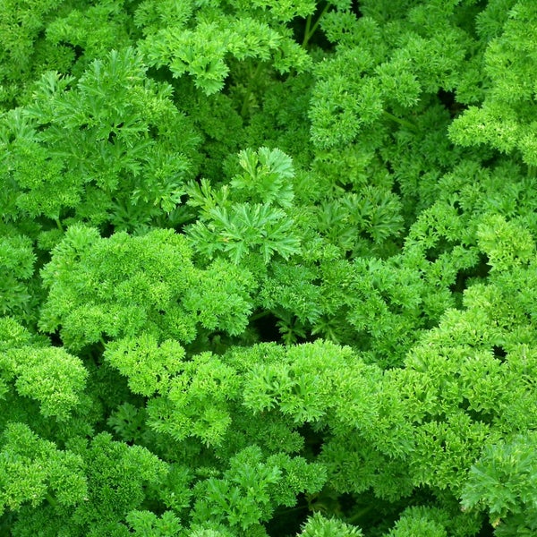 Frische krause Petersilie mit dicht wachsenden, gewellten Blättern.