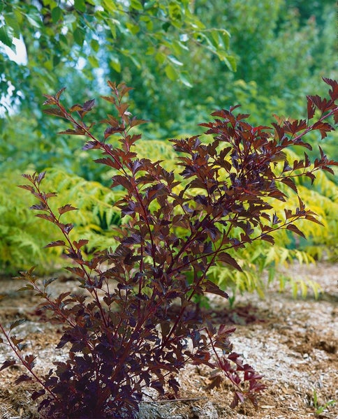 Physocarpus opulifolius 'Summer Wine', Blasenspiere, rotlaubig, 80–100 cm