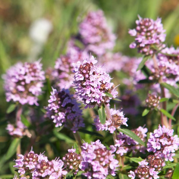 Blühender Thymian im Detail