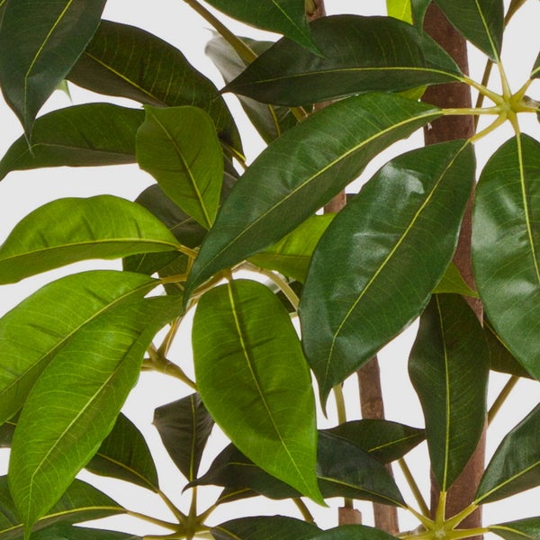 Detailansicht einer Schefflera Zimmerpflanze mit grünen ovalen Blättern und helleren Blattadern.