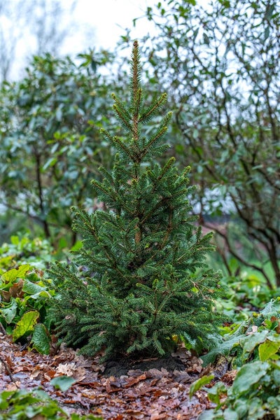 Zierlicher Nadelbaum im Gartenbeet mit Steinplattenweg
