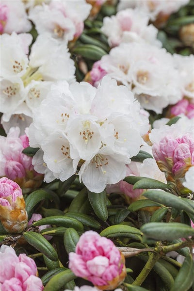 Rhododendron yakushimanum 'Dreamland', rosa Blüten, 20–25 cm