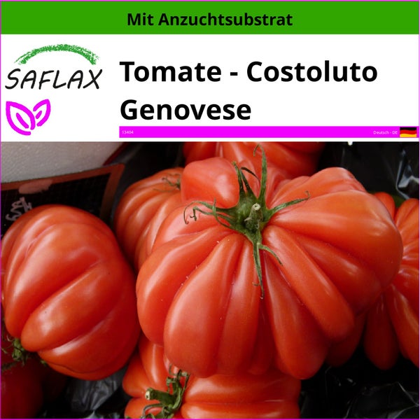 SAFLAX  - Tomate - Costoluto Genovese - Lycopersicon esculentum - 10 Samen - Mit keimfreiem Anzuchtsubstrat