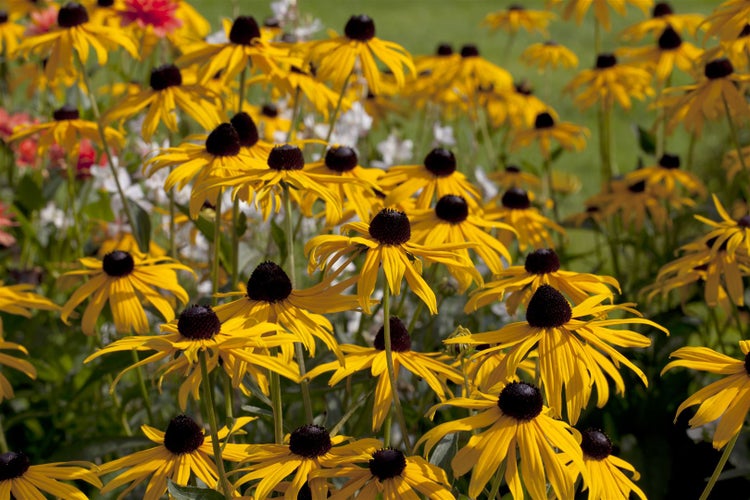 Rudbeckia fulgida 'Goldsturm', Sonnenhut, gelb, 2 Liter Container